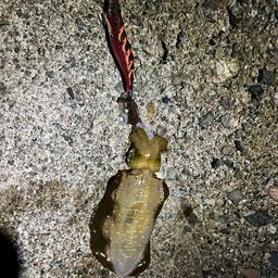 アオリイカ
