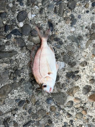チャリコの釣果