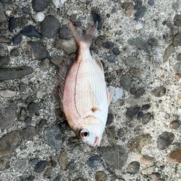 チャリコ