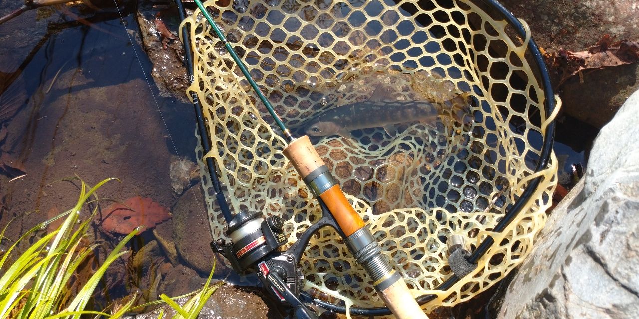 ニッコウイワナ