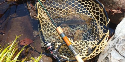 ニッコウイワナの釣果