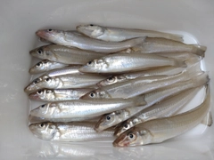 キスの釣果