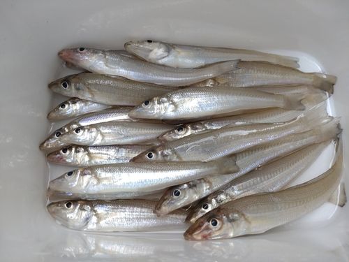 キスの釣果