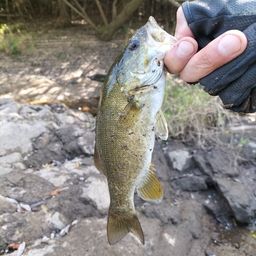 スモールマウスバス