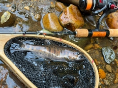 ヤマメの釣果
