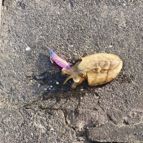 モンゴウイカの釣果