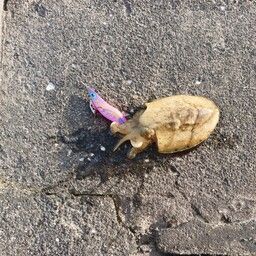 モンゴウイカ
