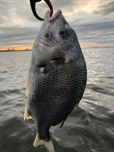 キビレの釣果