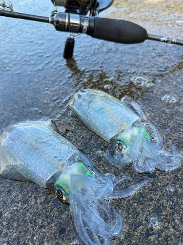 アオリイカの釣果