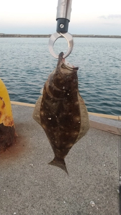 ソゲの釣果