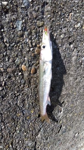 カマスの釣果