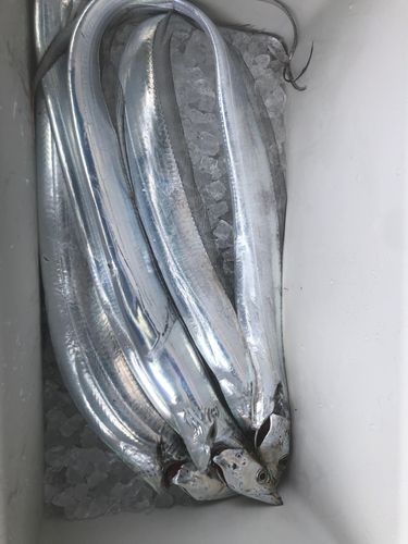 タチウオの釣果