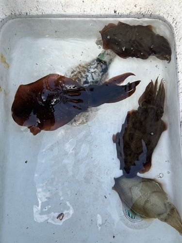 館山湾