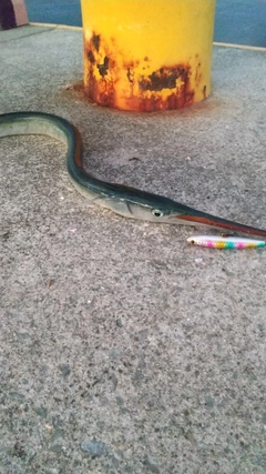 ダツの釣果