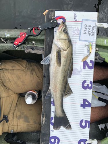 シーバスの釣果