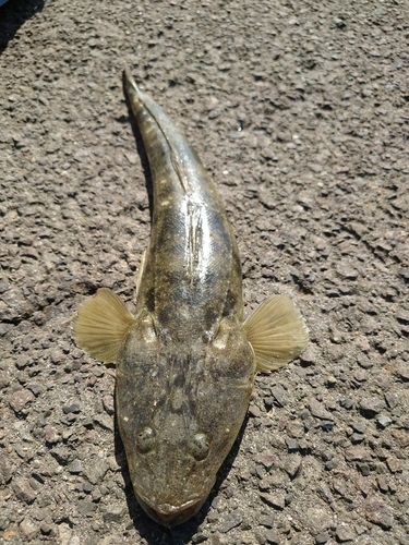 マゴチの釣果