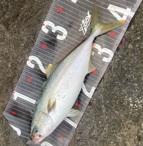 イナダの釣果