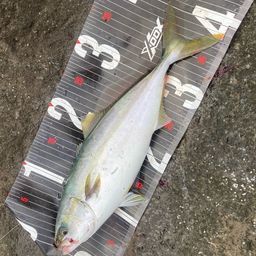 イナダ