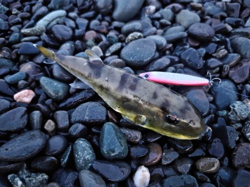 シロサバフグの釣果