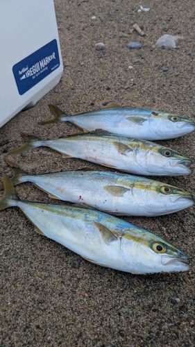 コゾクラの釣果