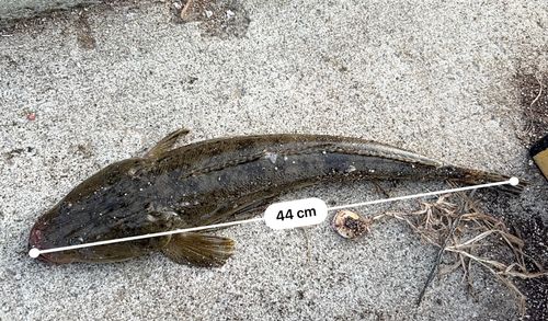 マゴチの釣果