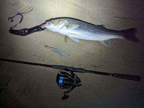 スズキの釣果