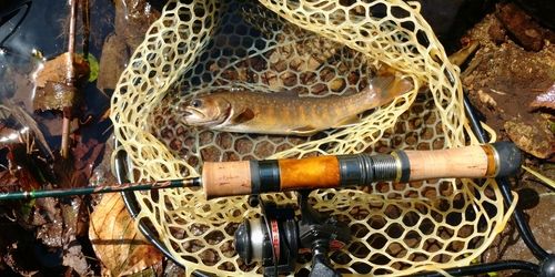 ニッコウイワナの釣果
