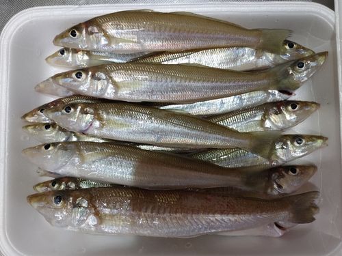 キスの釣果