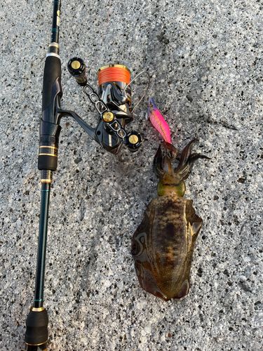 アオリイカの釣果