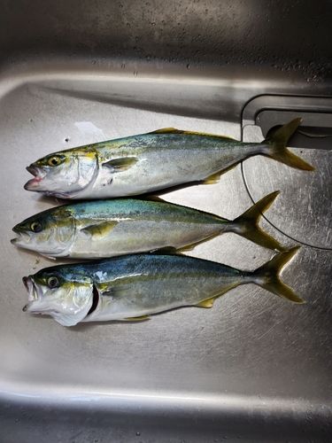 ツバスの釣果
