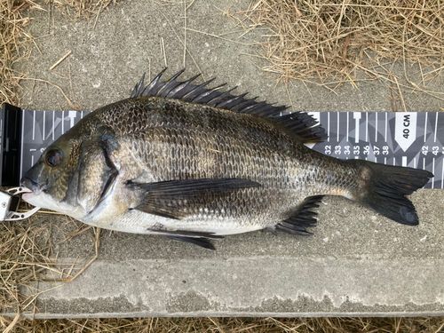 クロダイの釣果