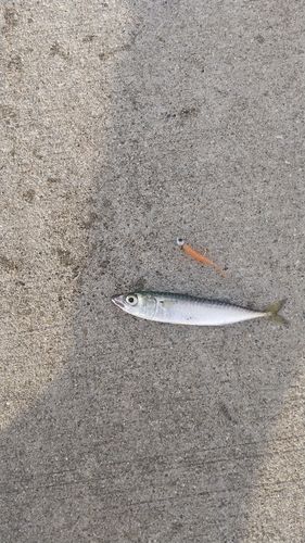 サバの釣果