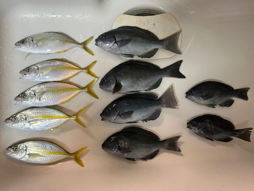 シマアジの釣果