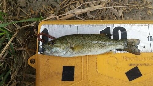 スモールマウスバスの釣果