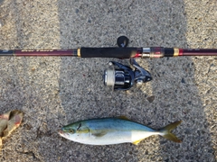 ツバスの釣果