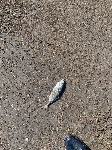 イナダの釣果