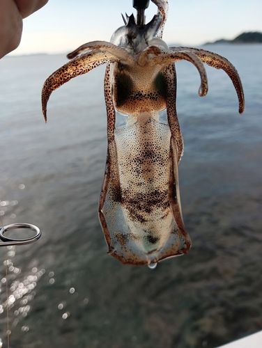 豊浜漁港