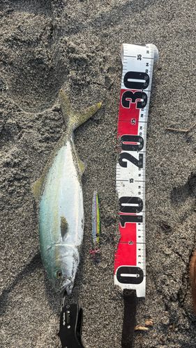 ワカシの釣果