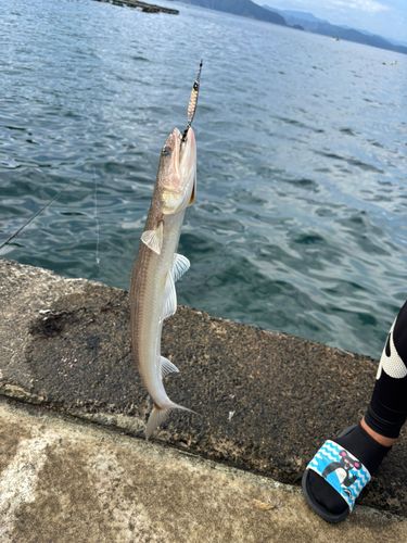 エソの釣果