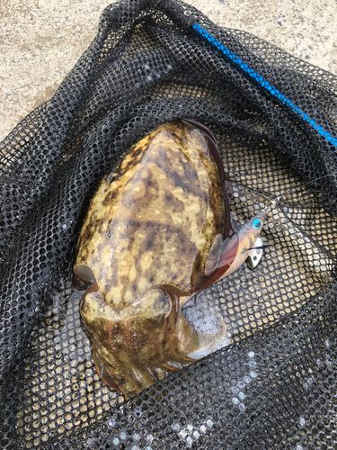 コウイカの釣果