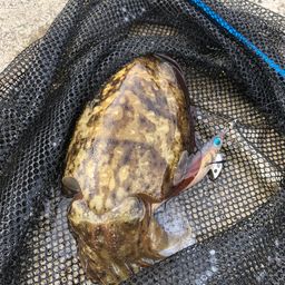 コウイカ