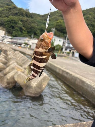 アオハタの釣果