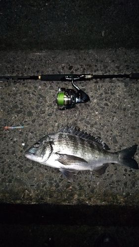 クロダイの釣果