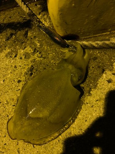 コウイカの釣果