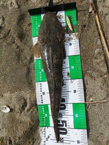 マゴチの釣果