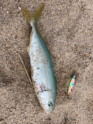 ツバスの釣果