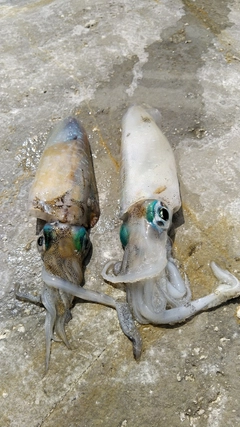 アオリイカの釣果