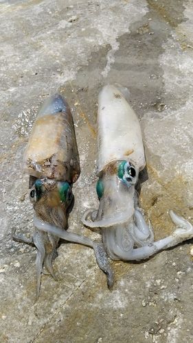 アオリイカの釣果