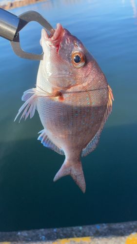 タイの釣果