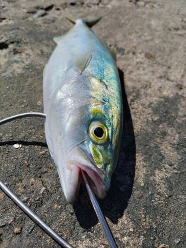 コゾクラの釣果